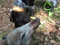 Der Deutsche Wachtelhund wird zum Stöbern auf Schwarzwild und für Nachsuchen von verletztem Wild eingesetzt. 