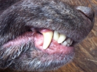 Am 21. Juli griffen zwei Bulldoggen einen Hundehalter und seinen Vierbeiner an - die Polizei ermittelt.  